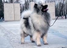 Олимпик Спирит Жасмина, 18 месяцев