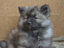 Олимпик Спирит Жасмина, 2 месяца