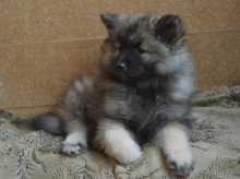Олимпик Спирит Жасмина, 2 месяца