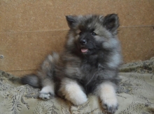 Олимпик Спирит Жасмина, 2 месяца