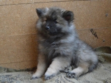 Олимпик Спирит Жасмина, 2 месяца