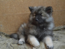 Олимпик Спирит Жасмина, 2 месяца