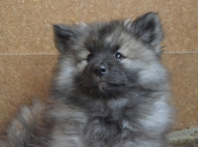 Олимпик Спирит Жасмина, 2 месяца