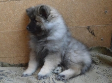 Олимпик Спирит Жасмина, 2 месяца