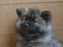Олимпик Спирит Жасмина, 2 месяца