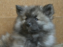 Олимпик Спирит Жасмина, 2 месяца