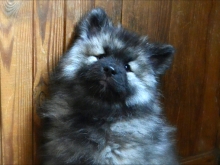 Олимпик Спирит Жасмина, 2 месяца