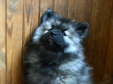 Олимпик Спирит Жасмина, 2 месяца