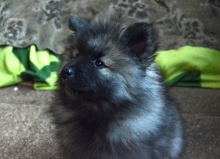 Олимпик Спирит Жасмина, 2 месяца