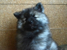 Олимпик Спирит Жасмина, 2 месяца