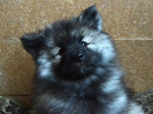 Олимпик Спирит Жасмина, 2 месяца