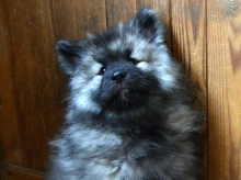 Олимпик Спирит Жасмина, 2 месяца