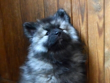 Олимпик Спирит Жасмина, 2 месяца