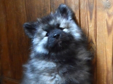 Олимпик Спирит Жасмина, 2 месяца