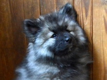 Олимпик Спирит Жасмина, 2 месяца