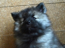 Олимпик Спирит Жасмина, 2 месяца