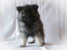 Олимпик Спирит Жасмина, 2 месяца