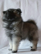 Олимпик Спирит Жасмина, 2 месяца