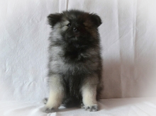 Олимпик Спирит Жасмина, 2 месяца