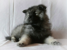 Олимпик Спирит Жасмина, 2 месяца