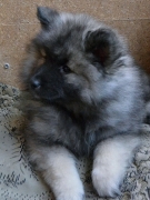 Олимпик Спирит Жасмина, 2 месяца