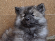 Олимпик Спирит Жасмина, 2 месяца
