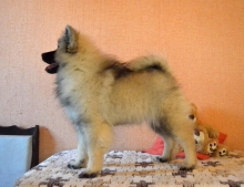 Олимпик Спирит Жасмина, 4 месяца