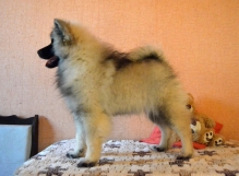 Олимпик Спирит Жасмина, 4 месяца