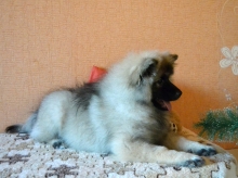 Олимпик Спирит Жасмина, 4 месяца