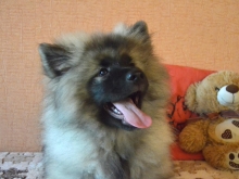 Олимпик Спирит Жасмина, 4 месяца