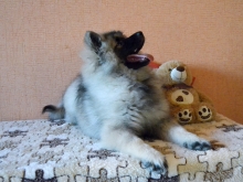 Олимпик Спирит Жасмина, 4 месяца