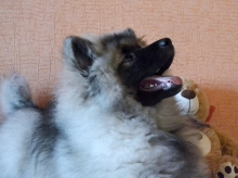 Олимпик Спирит Жасмина, 4 месяца