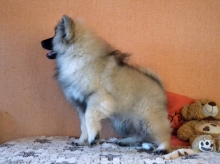 Олимпик Спирит Жасмина, 4 месяца