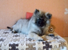 Олимпик Спирит Жасмина, 4 месяца