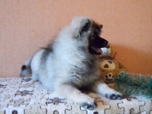 Олимпик Спирит Жасмина, 4 месяца