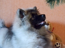 Олимпик Спирит Жасмина, 4 месяца