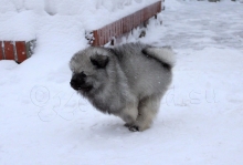 Олимпик Спирит Камелия, 55 дней