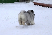 Олимпик Спирит Камелия, 55 дней