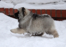 Олимпик Спирит Карат, 55 дней