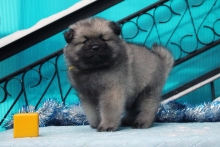 Олимпик Спирит Корнелия, 40 дней