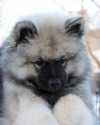 Олимпик Спирит Кумир, 2 мес