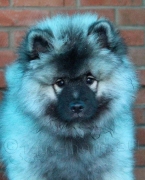 Олимпик Спирит Кураж, 2 мес