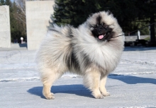 Алмазный Источник Рассветный Туман 