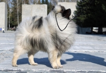 Алмазный Источник Рассветный Туман 