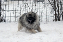 Алмазный Источник Рассветный Туман 
