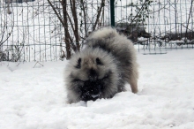 Алмазный Источник Рассветный Туман 