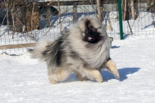 Алмазный Источник Рассветный Туман 