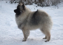 Алмазный Источник Рассветный Туман 