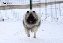 Алмазный Источник Рассветный Туман 