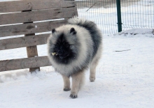 Алмазный Источник Рассветный Туман 